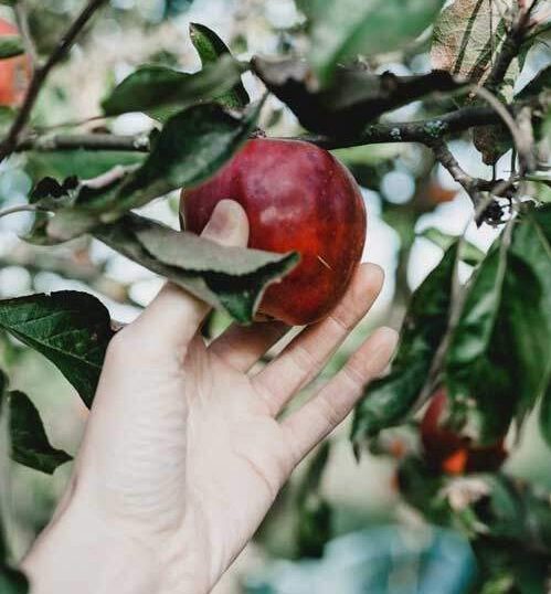 Eve plucking forbidden fruit from the tree of the knowledge of good & evil which God commanded not to eat in Genesis 2:17