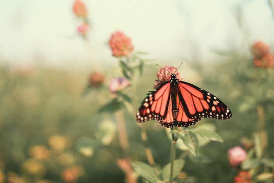 A butterfly on a clover flower, representing the transformation that happens in the life of a Christian