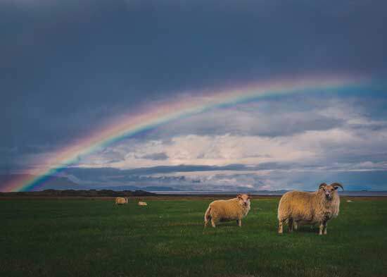 Sheep in a green pasture with a rainbow in the sky, reminding us of the new earth where the problem of evil will be over