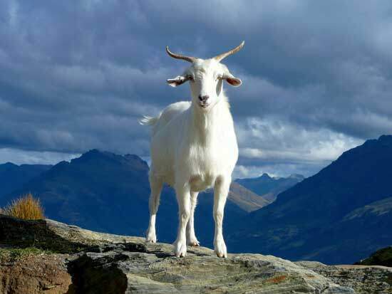 A goat, symbolizing the two goats sacrificed on the Day of Atonement