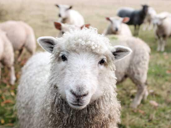 A lamb, a symbol used in the Old Testament to represent Jesus Christ