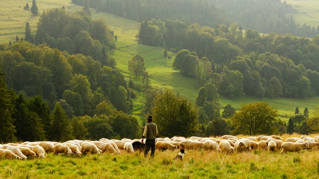 Shepherd tending his sheep in a green pasture as we read in Psalm 23 how God leads His people as Good Shepherd.