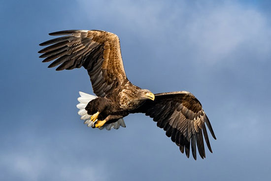 Eagle soaring with wings spread, as we are reminded of God's promises in Isaiah 40-31 for those who wait on the Lord.