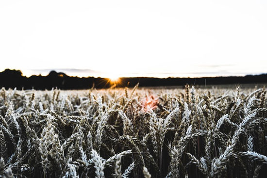 Harvest field as sun rises in the horizon and we study about farmers who chose not to harvest their crops during Midnight cry