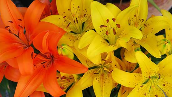 Colorful lilies, as Jesus reminds us in Matthew 6, not to worry for our food and clothes since God cares for us.
