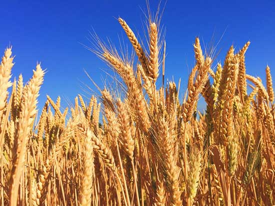 A field of wheat, like the ones grown by Joseph in accordance with the prophecy God gave Pharaoh