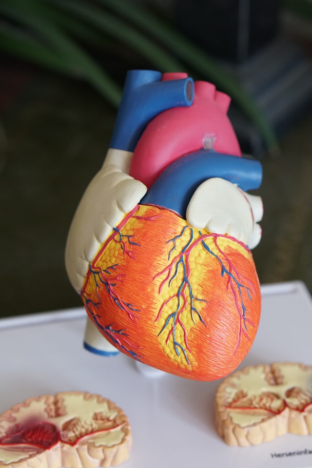 Heart model as we learn how in the Bible people were being healed from all kinds of diseases and disabilities.