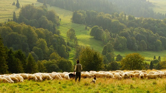  Shepherd with his flock on green pasture as we learn how God called prophets from various backgrounds including shepherds.