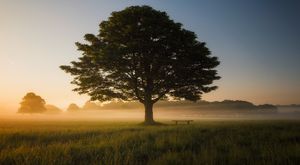 Oak tree An oak tree as sun shins on it and we study how Elon, meaning Oak, from the tribe of Zebulun judged Israel for ten years.