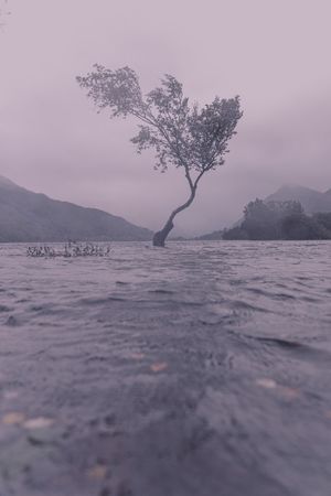Lone tree in midst of a devastating flood as we discuss how God used flood during Noah's time to cleanse the earth of evil.