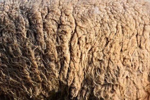 Sheep fleece as we discuss how God answered Gideon's requests for signs to confirm his calling using a fleece.