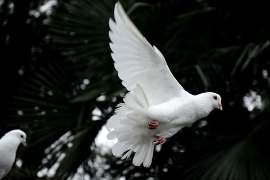 A dove, which the Bible uses to represent the Holy Spirit