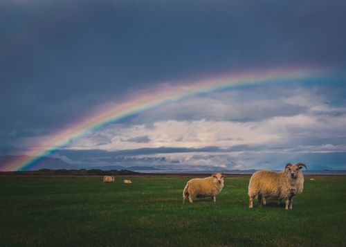 Rainbow in sky above field of sheep, God's covenant sign to preserve His Church through the end of the Great Controversy.