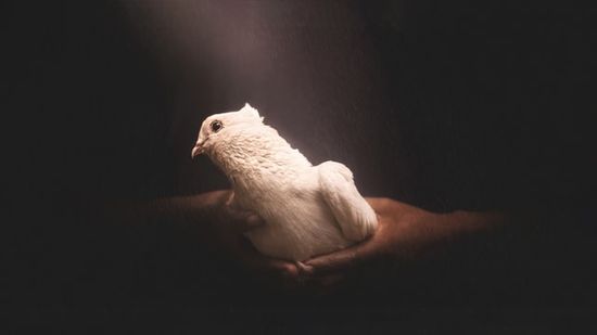 A dove representing the Holy Spirit, whom we need for healthy relationships