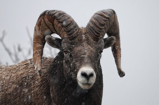 A ram, used to symbolize the Medo-Persian Empire in the Bible book of Daniel