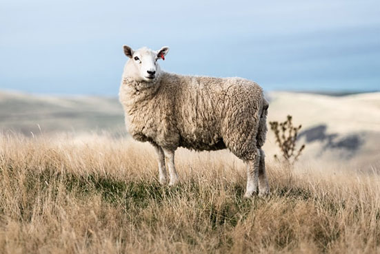  A sheep, an illustration that Jesus used in His sermons and teachings