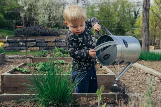 A little boy in a garden watering plants with a big watering can