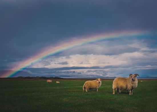 A rainbow arching over a field with sheep, illustrative of the new earth when Jesus comes again