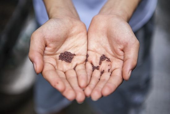 Cupped hands holding mustard seeds, like those Jesus used to teach a spiritual lesson