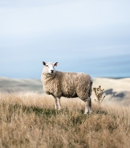 The lost sheep, one of the subjects of the parables of Jesus