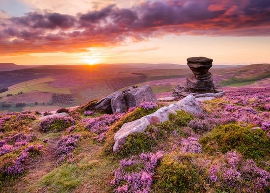 Hills covered in purple flowers as a showcase of God's beautiful creation