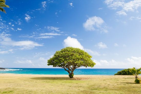 An island beach with a barren tree
