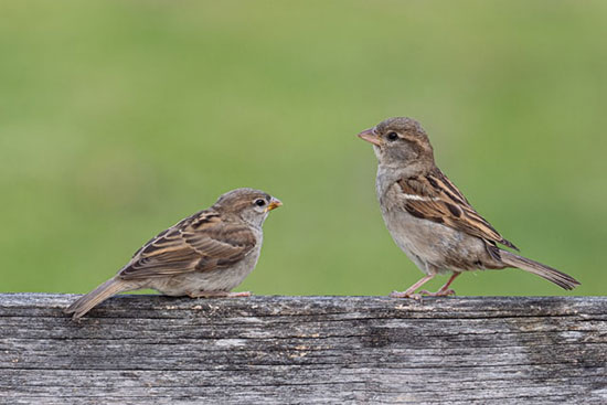 Two sparrows on a log as Jesus reminds us of Heavenly Father's care for all His creation and for us to rest in His protection