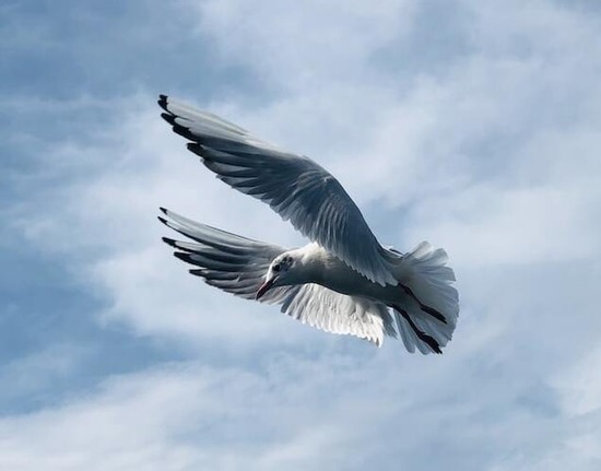 A dove, which symbolizes the Holy Spirit and its gifts, including the gift of prophecy