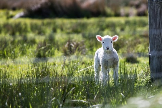 A small lamb, like the one in the story the prophet Nathan told King David
