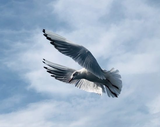  A dove, representing the Holy Spirit that gives the gift of prophecy