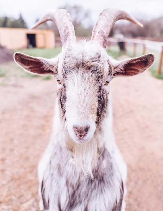 A goat for the sacrifice on the Day of Atonement