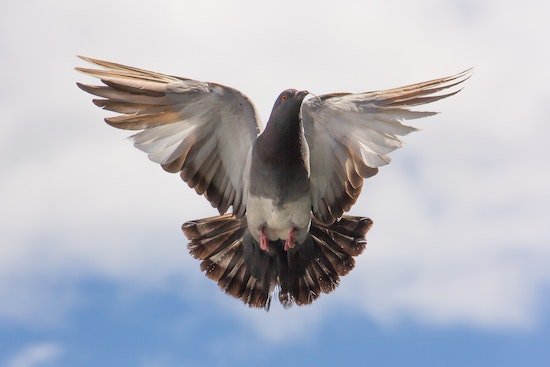 Holy Spirit, represented by a Dove, descending on this earth, guiding, counseling & empowering people