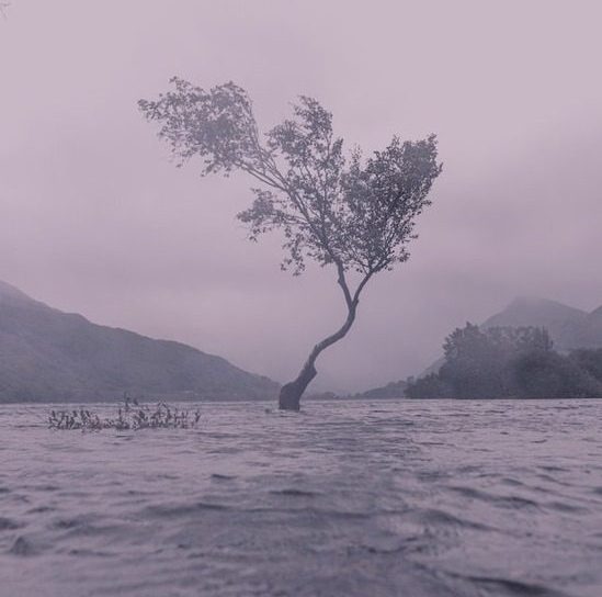 A lone tree in midst of a devastating flood similar to the flood during Noah's time that cleansed the earth