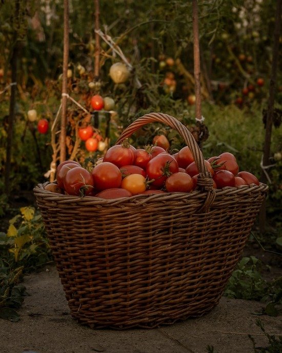 A basket of tomatoes from the garden, the way the Israelites would have given their firstfruits as tithe