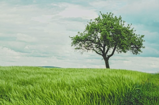A single tree in a field of green grass