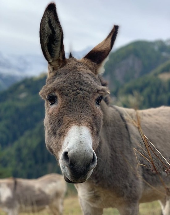 A donkey, the animal Jesus rode into Jerusalem