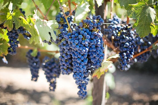 Grapes growing from branches on a vine, just as we connect to Jesus, the Vine, in order to produce good works