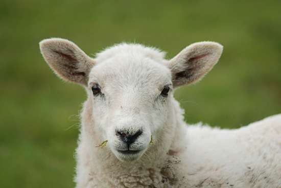 A lamb representing Jesus