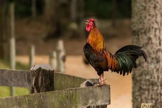 A rooster crowing on a fence