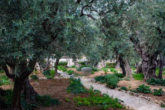 The Garden of Gethsemane, where Judas betrayed Jesus with a kiss
