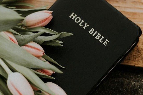 A Bible under pink tulips
