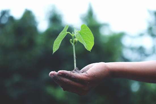 A hand holding a small plant, symbolizing growth