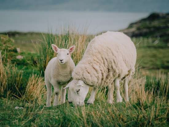 Sheep, which were used as sacrifices in the Israelite sanctuary system