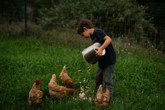 A boy emptying a bucket of scraps for chickens to eat