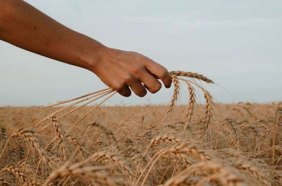 A hand holding a stalk of grain like what the disciples may have picked on Sabbath to satisfy their hunger