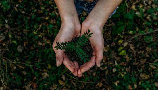 A hand holding dirt and a seedling that is growing 