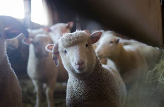 Sheep A group of sheep standing in a barn.