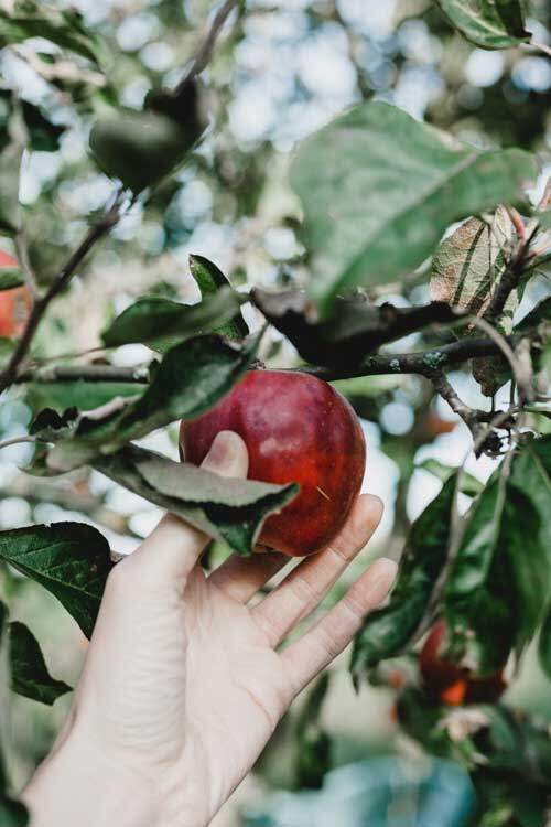 Eve plucking forbidden fruit from the tree of the knowledge of good & evil which God commanded not to eat in Genesis 2:17