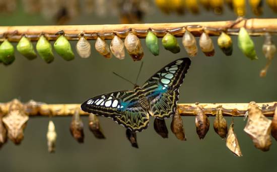 A butterfly surrounded by chrysalises and cocoons, demonstrating the power of transformation.