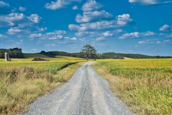 Dirt road in the country surrounded by open fields A dirt road in the middle of open fields in the countryside, with trees and hills in the distance.